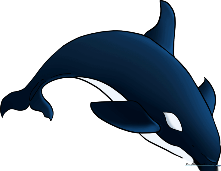 How to Draw an Orca