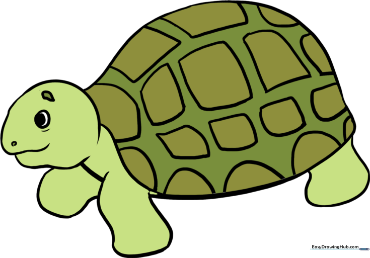 Sea Turtle