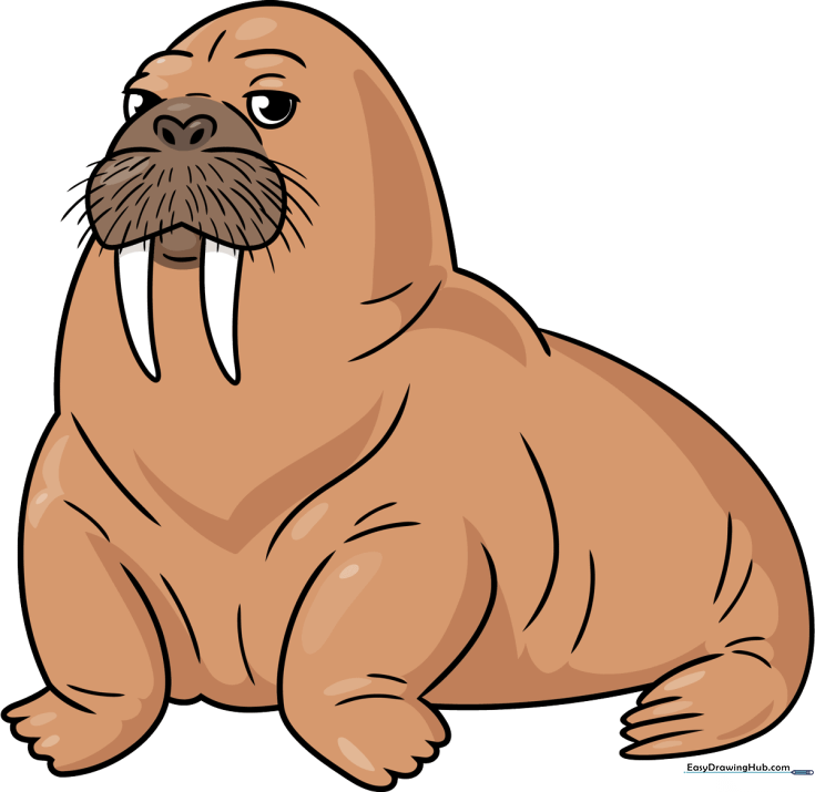 Walrus