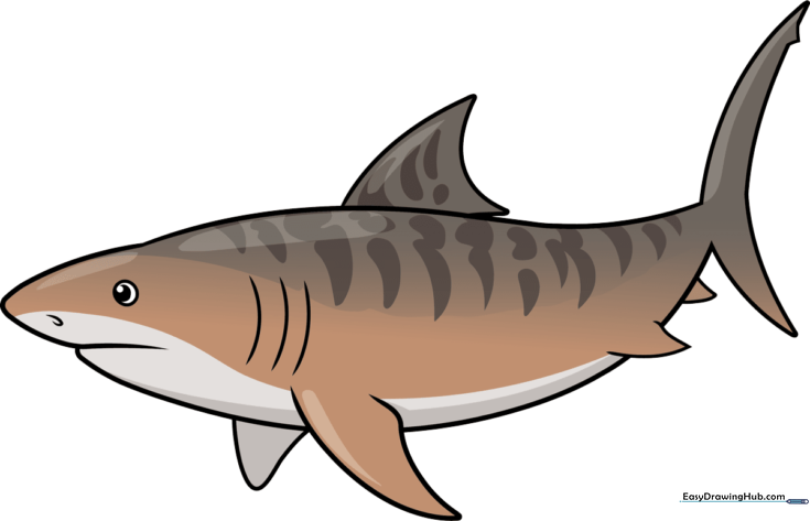 Tiger Shark
