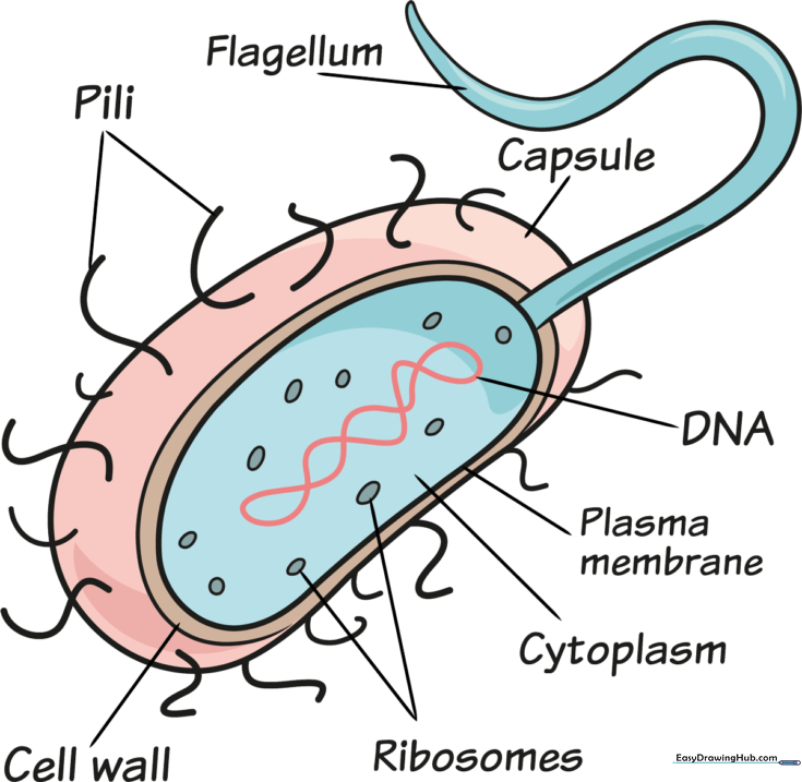 How to Draw Bacteria