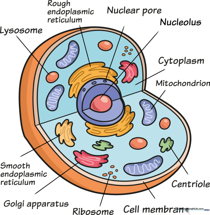 How to Draw an Animal Cell