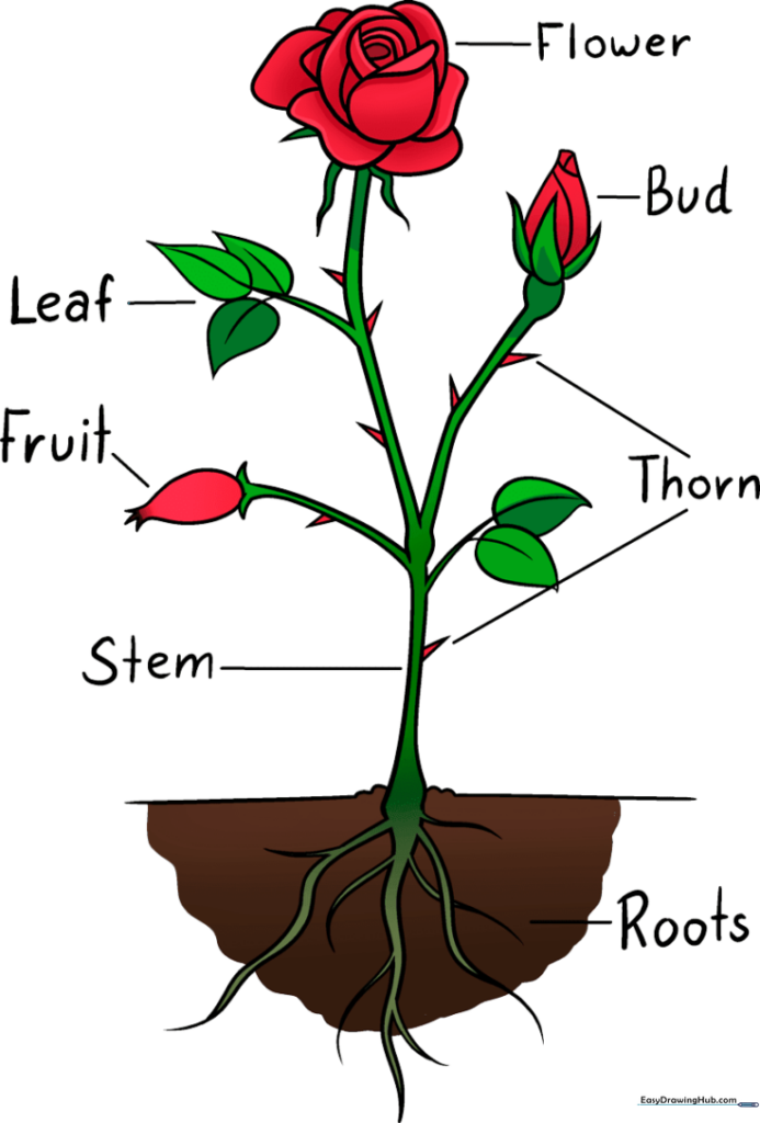 Parts of a Rose