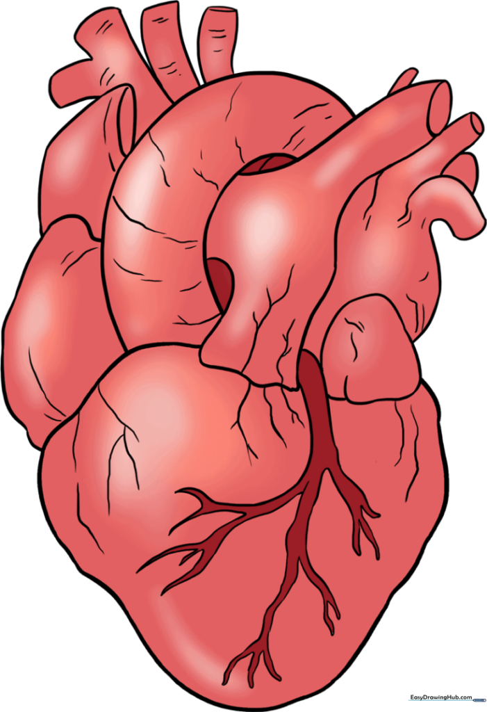 Human Heart