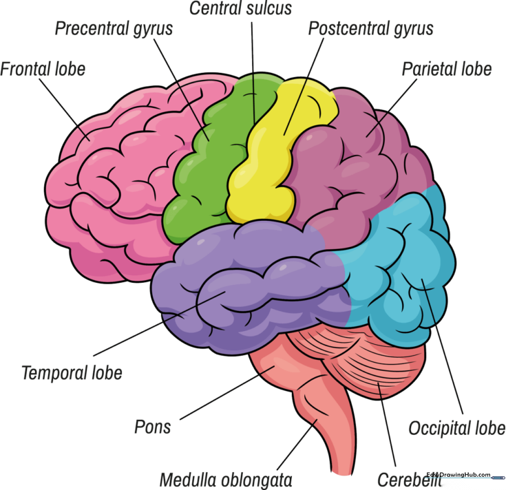Brain Diagram
