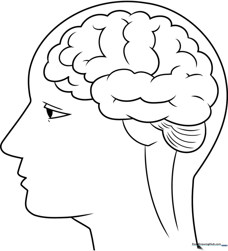 Brain Outline