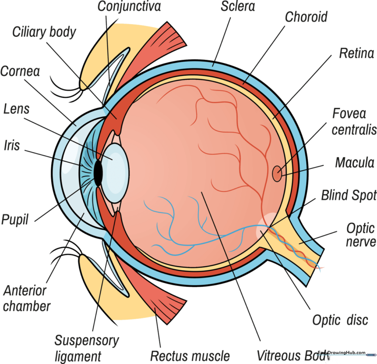 Human Eye Diagram