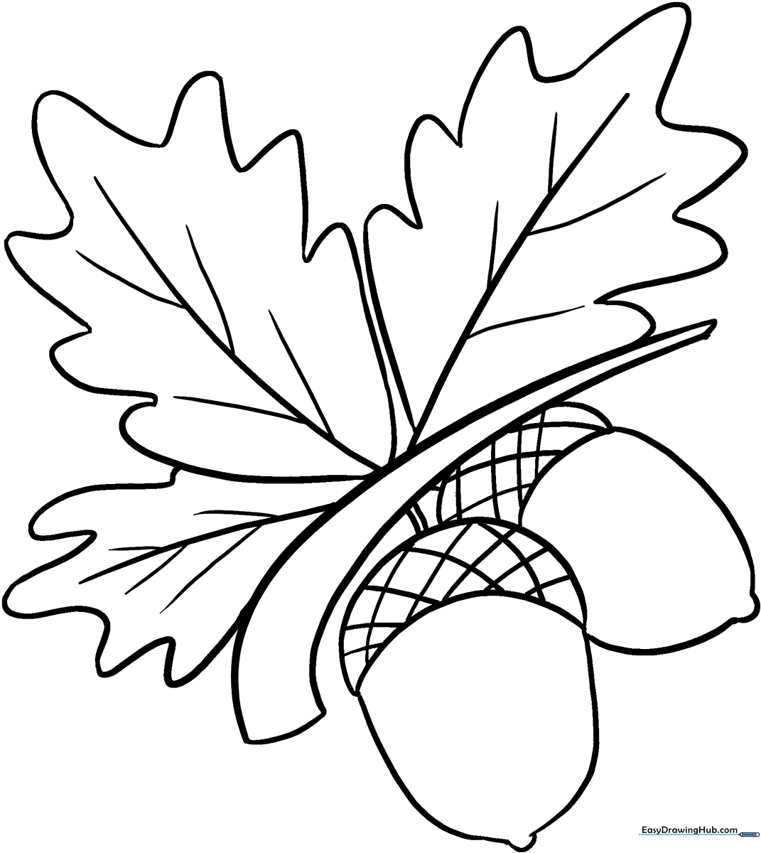 A cute and simple acorns coloring page for kids featuring detailed outlines of forest nuts and leaves