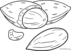 Almond Coloring Page: Free Printable Sheet