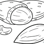 A simple, clean-lined Almond coloring page for kids, featuring a friendly cartoon nut design ready for coloring.